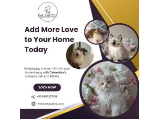 kittens-for-sale-in-bangalore-catexotica-small-0