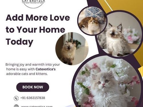 kittens-for-sale-in-bangalore-catexotica