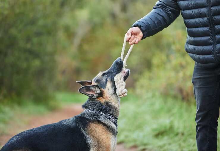dog-trainer-in-ajmer-big-0