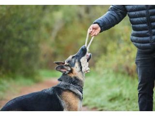 dog-trainer-in-ajmer-small-0