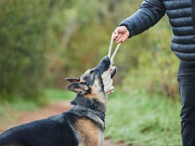 dog-trainer-in-ajmer