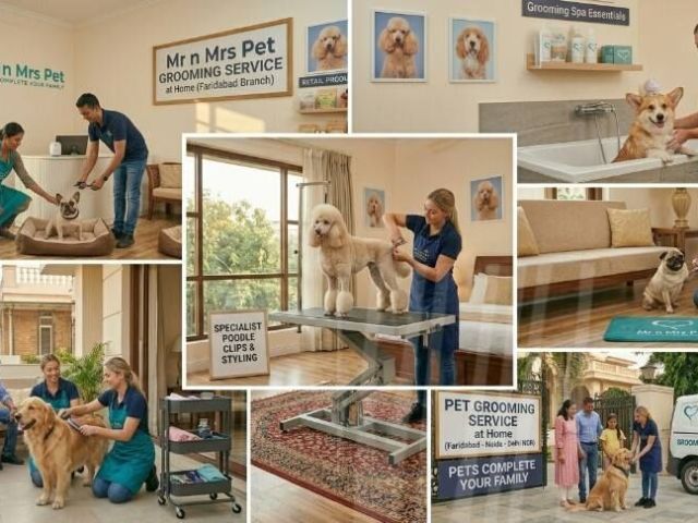 pet-grooming-service-at-home-in-faridabad