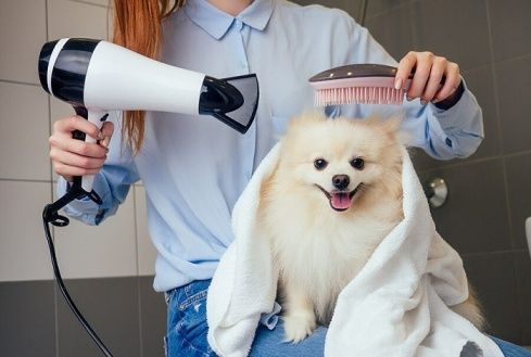 pet-grooming-services-in-goa-by-glampetz-for-the-better-hygiene-big-0