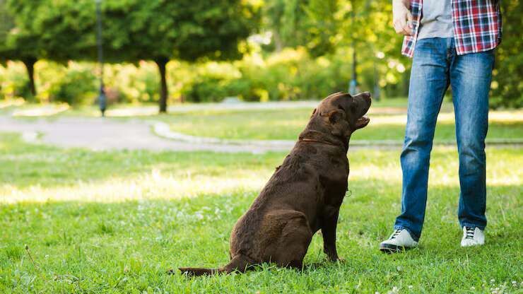 dog-trainer-in-visakhapatnam-big-0
