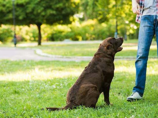 dog-trainer-in-visakhapatnam