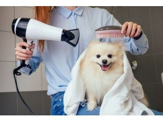 professional-dog-and-cat-grooming-services-in-secunderabad-small-0