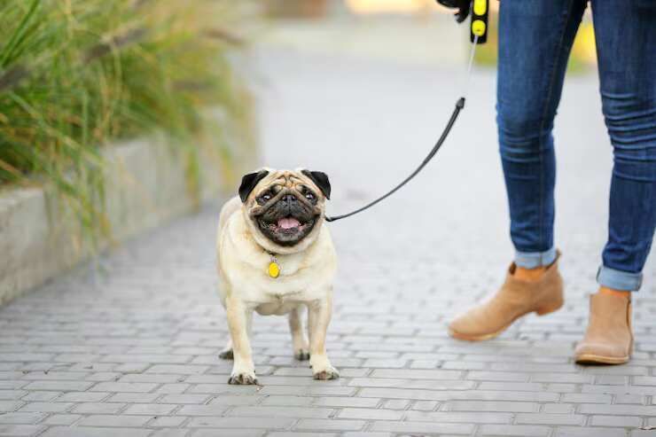 dog-walking-services-in-ajmer-big-0