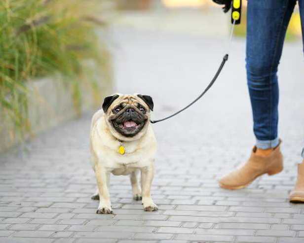 dog-walking-services-in-ajmer