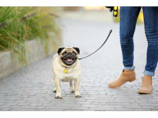 dog-walking-services-in-ajmer-small-0