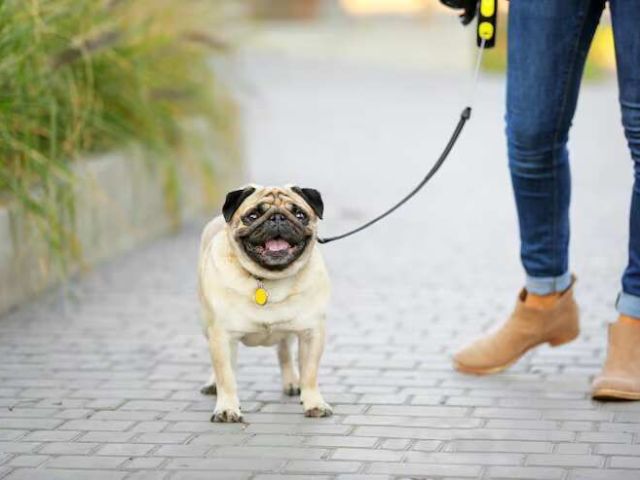 dog-walking-services-in-ajmer
