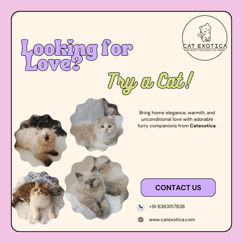 cats-in-bangalore-find-your-perfect-feline-companion-big-0