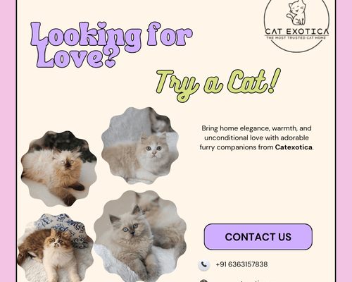 cats-in-bangalore-find-your-perfect-feline-companion