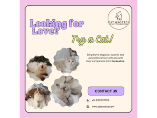 cats-in-bangalore-find-your-perfect-feline-companion-small-0