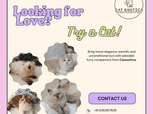 cats-in-bangalore-find-your-perfect-feline-companion