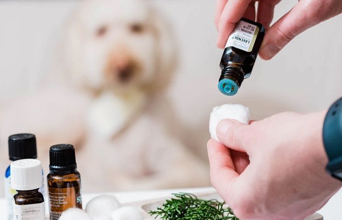 discover-the-benefits-of-glampetz-aromatherapy-in-secunderabad-big-0