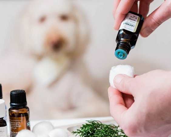 discover-the-benefits-of-glampetz-aromatherapy-in-secunderabad