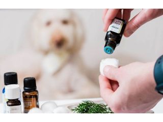 discover-the-benefits-of-glampetz-aromatherapy-in-secunderabad-small-0