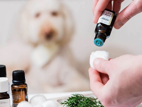 discover-the-benefits-of-glampetz-aromatherapy-in-secunderabad