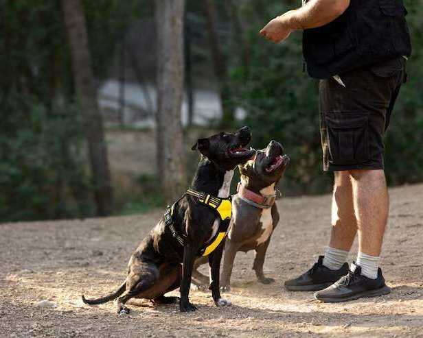 dog-trainer-in-kanpur