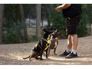 dog-trainer-in-kanpur-small-0