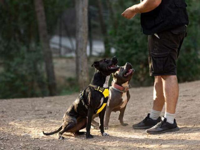 dog-trainer-in-kanpur