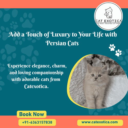 persian-cat-in-bangalore-catexotica-big-0