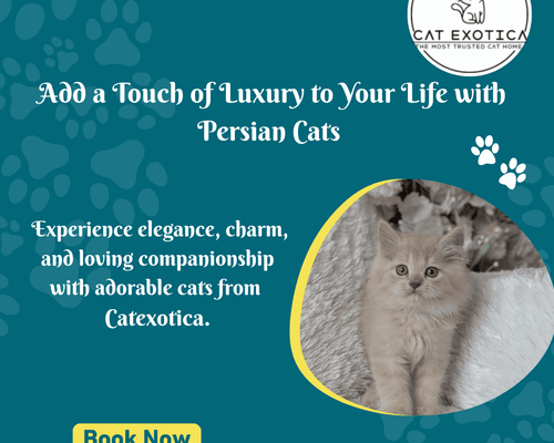 persian-cat-in-bangalore-catexotica