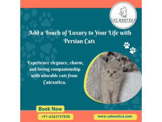persian-cat-in-bangalore-catexotica-small-0