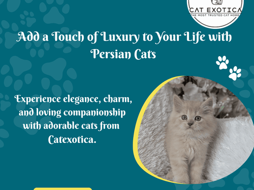 persian-cat-in-bangalore-catexotica