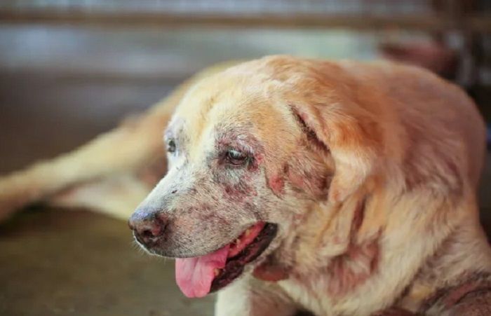 top-choice-for-pet-skin-treatments-in-secunderabad-big-0