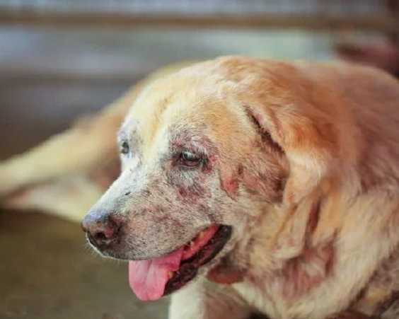 top-choice-for-pet-skin-treatments-in-secunderabad
