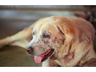 top-choice-for-pet-skin-treatments-in-secunderabad-small-0