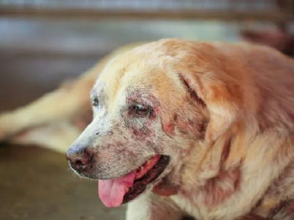 top-choice-for-pet-skin-treatments-in-secunderabad