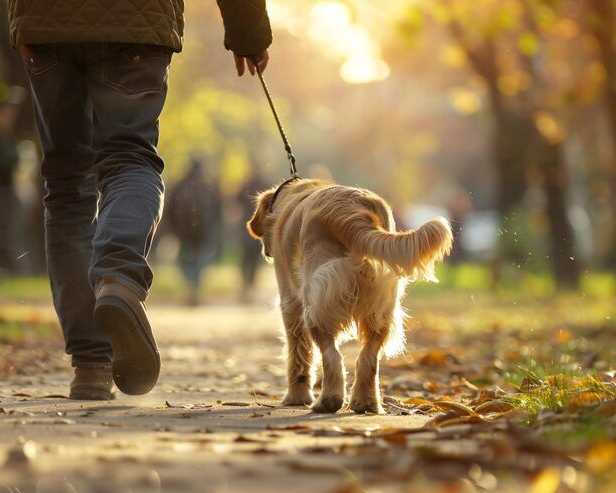 dog-walking-services-in-kanpur