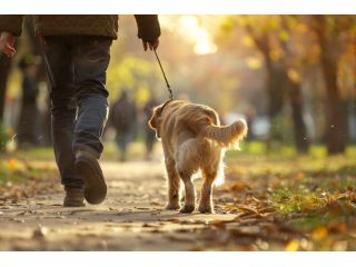 dog-walking-services-in-kanpur-small-0
