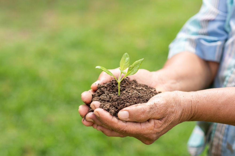 apple-tree-manure-for-healthy-and-thriving-orchard-growth-big-0