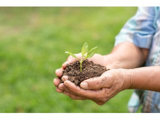 apple-tree-manure-for-healthy-and-thriving-orchard-growth-small-0