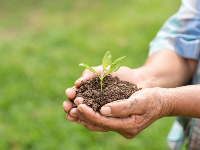 manure-for-apple-trees-for-healthy-orchard-growth