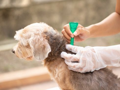 dog-tick-flea-treatment-in-secunderabad-professional-pet-care-big-0
