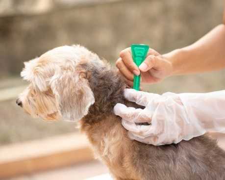 dog-tick-flea-treatment-in-secunderabad-professional-pet-care