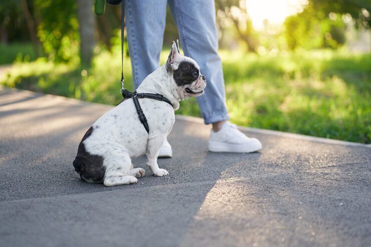 dog-walking-services-in-mysore-big-0