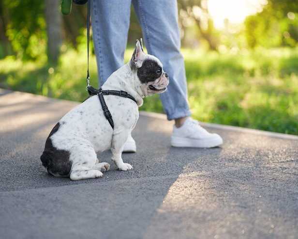 dog-walking-services-in-mysore