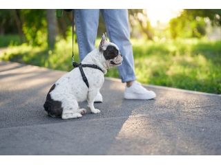 dog-walking-services-in-mysore-small-0