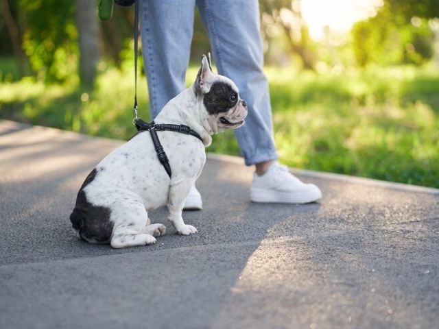 dog-walking-services-in-mysore