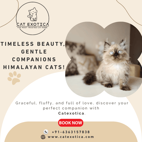 himalayan-cats-for-sale-in-bangalore-big-0