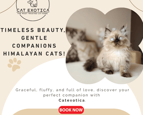 himalayan-cats-for-sale-in-bangalore