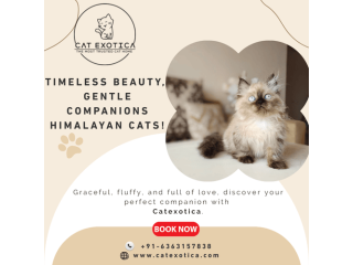 himalayan-cats-for-sale-in-bangalore-small-0