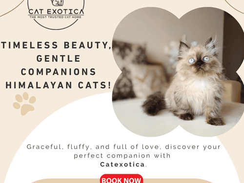 himalayan-cats-for-sale-in-bangalore