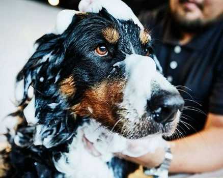 deep-cleansing-pet-anti-dandruff-solutions-in-secunderabad