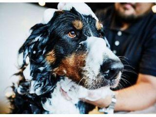 deep-cleansing-pet-anti-dandruff-solutions-in-secunderabad-small-0